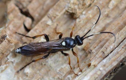 Réf. 218 058 : Ichneumon sp.